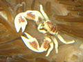 актиния и анемоновый краб