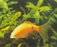 Аквариумная рыбка барбус золотистый